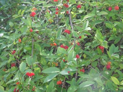 Прикрепленное изображение: b2.jpg